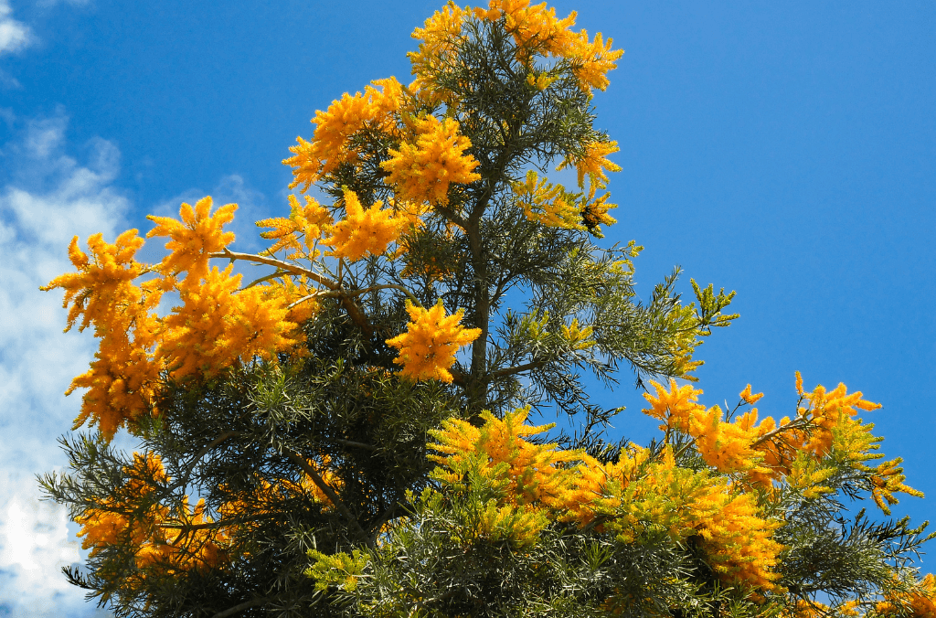 Bright fluffy orange tree against a blue sky