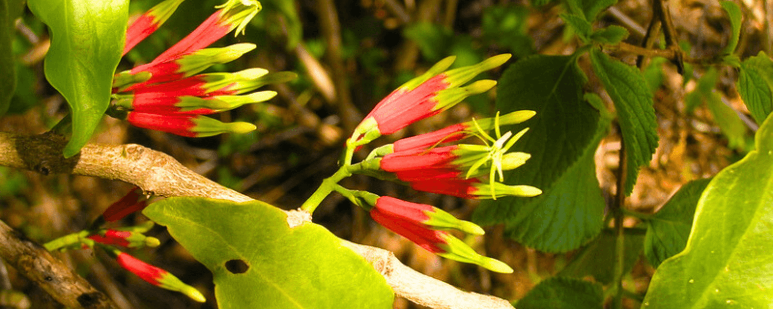 Red and green long flowers 