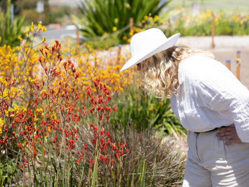 Visit-Ella-looking-at-Kangaroo-paws-Connections Garden-thumbnail-496x372.jpg