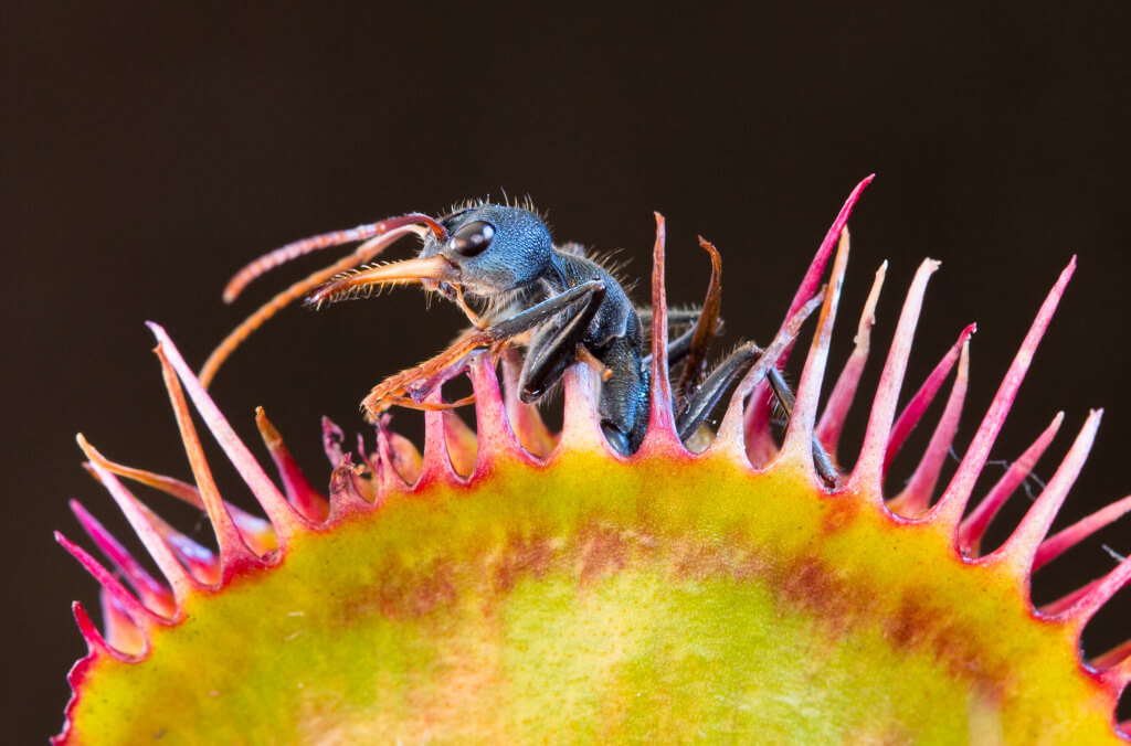 event-ant-in-dionaea-muscipula-Droseraceae-carnivorous-flora-Greg-Bourke-1024x676.jpg