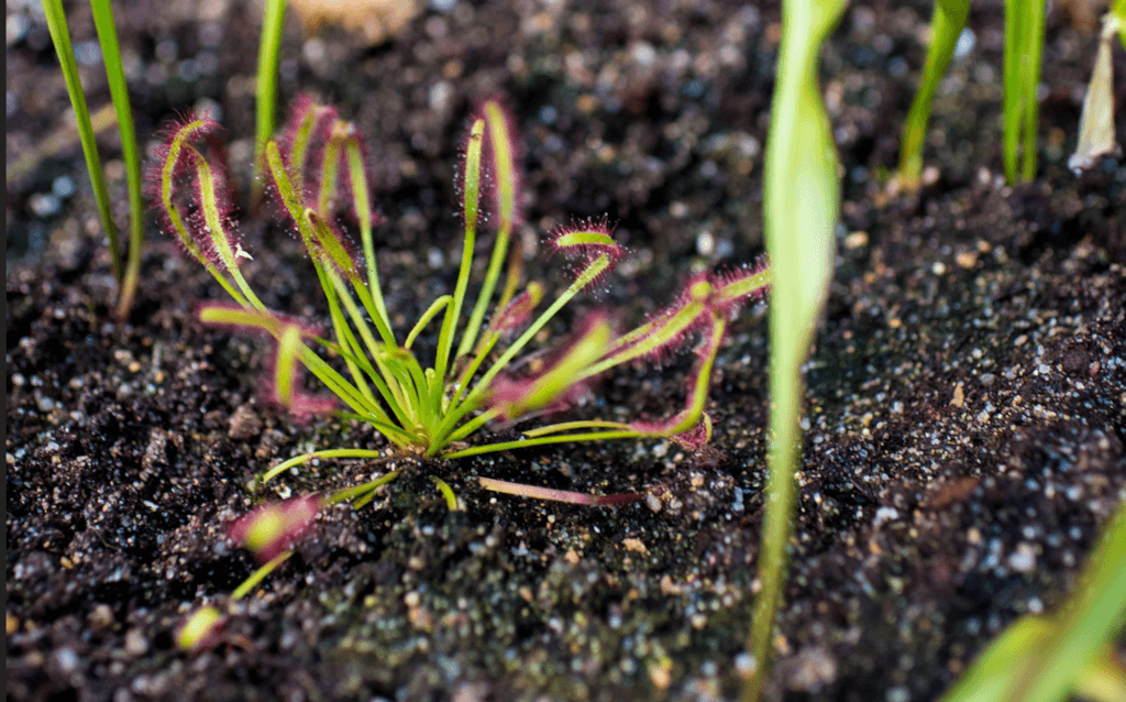 events-Sundew-crop-plant-1024x676.PNG