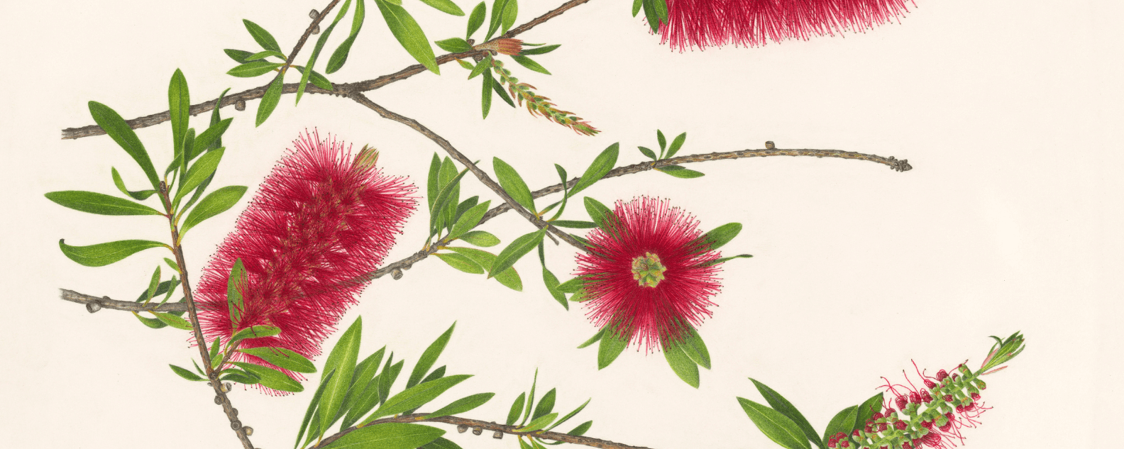 Melinda Edstein 'Bottle Brush'