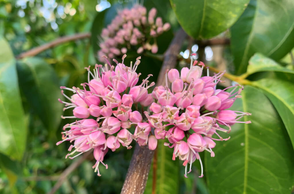 News-Melicope-elleryana-flower-detail-1024x676.jpg