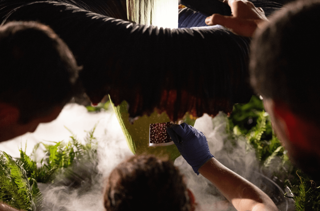 Alyse Baume pollinating Putricia on night one of the bloom