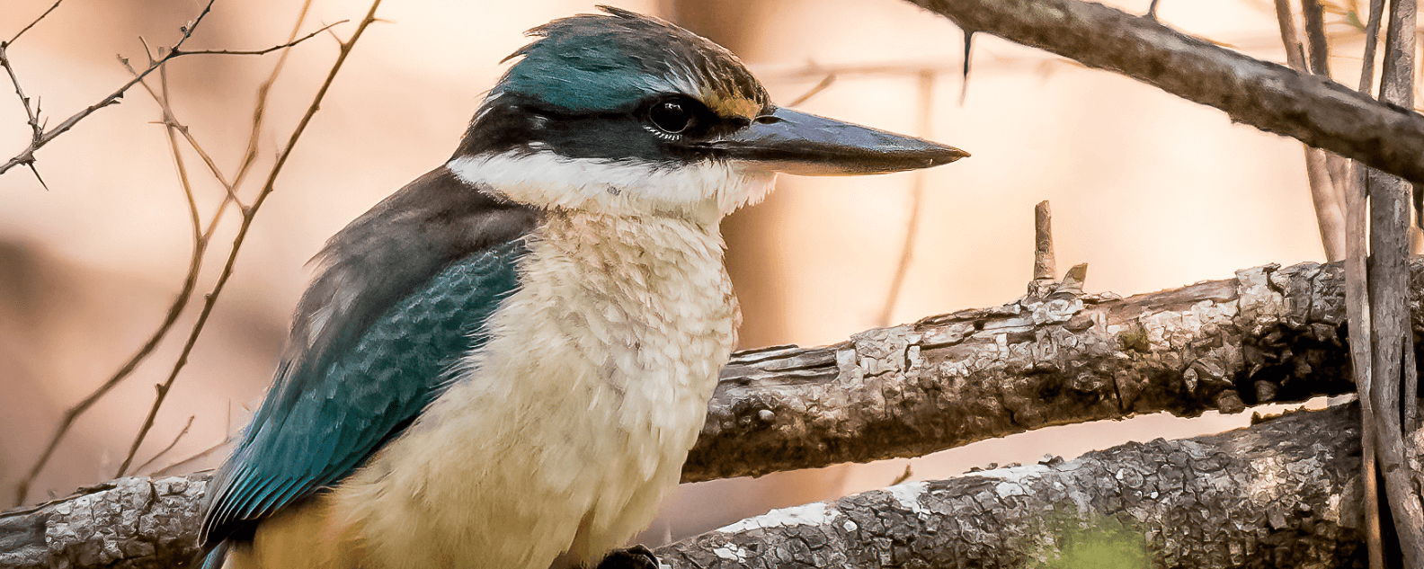 Sacred Kingfisher