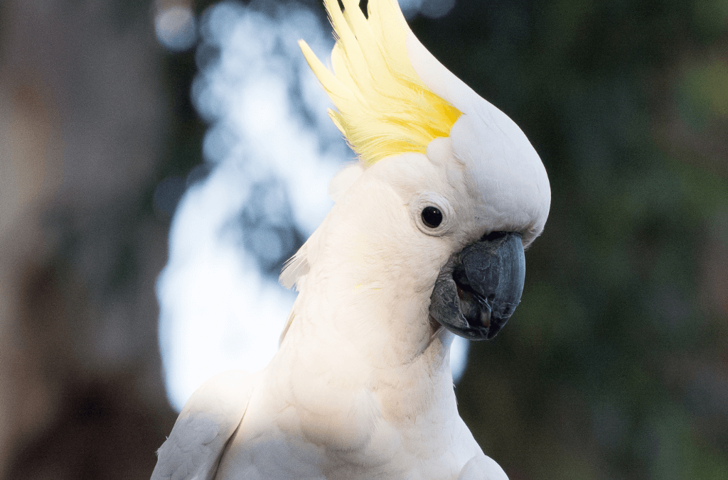 Close up of cockatoo