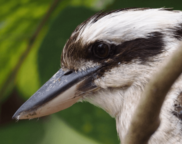 Close up image of Kookaburra