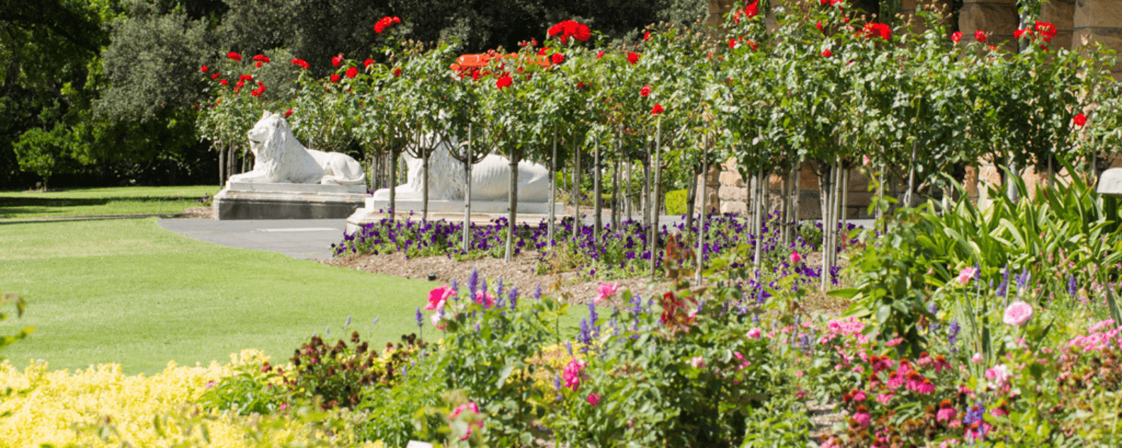 Rose garden with roses in bloom and white marble lion sculptures in the background