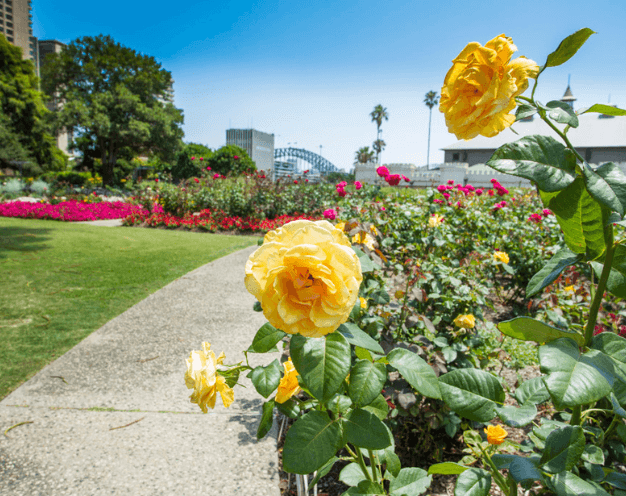 Orange/yellow roses in bloom with the Harbour Bridge in the background