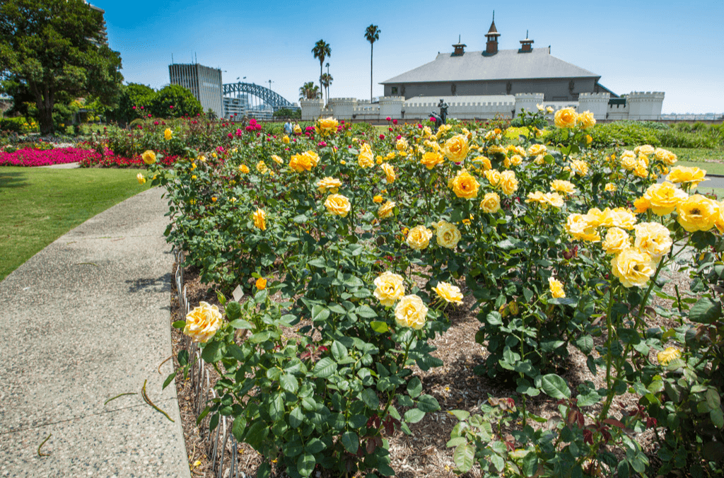 Orange/yellow roses in bloom with the Harbour Bridge in the background