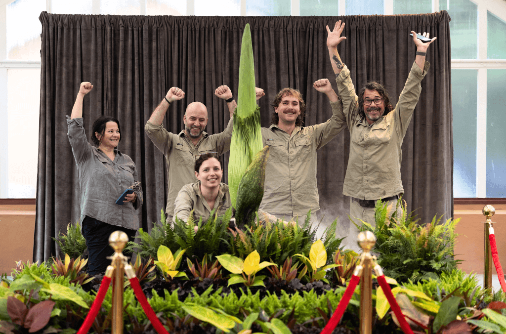 Horticulturalists from the Nursery celebrating after successfully moving Putricia to the Palm House.