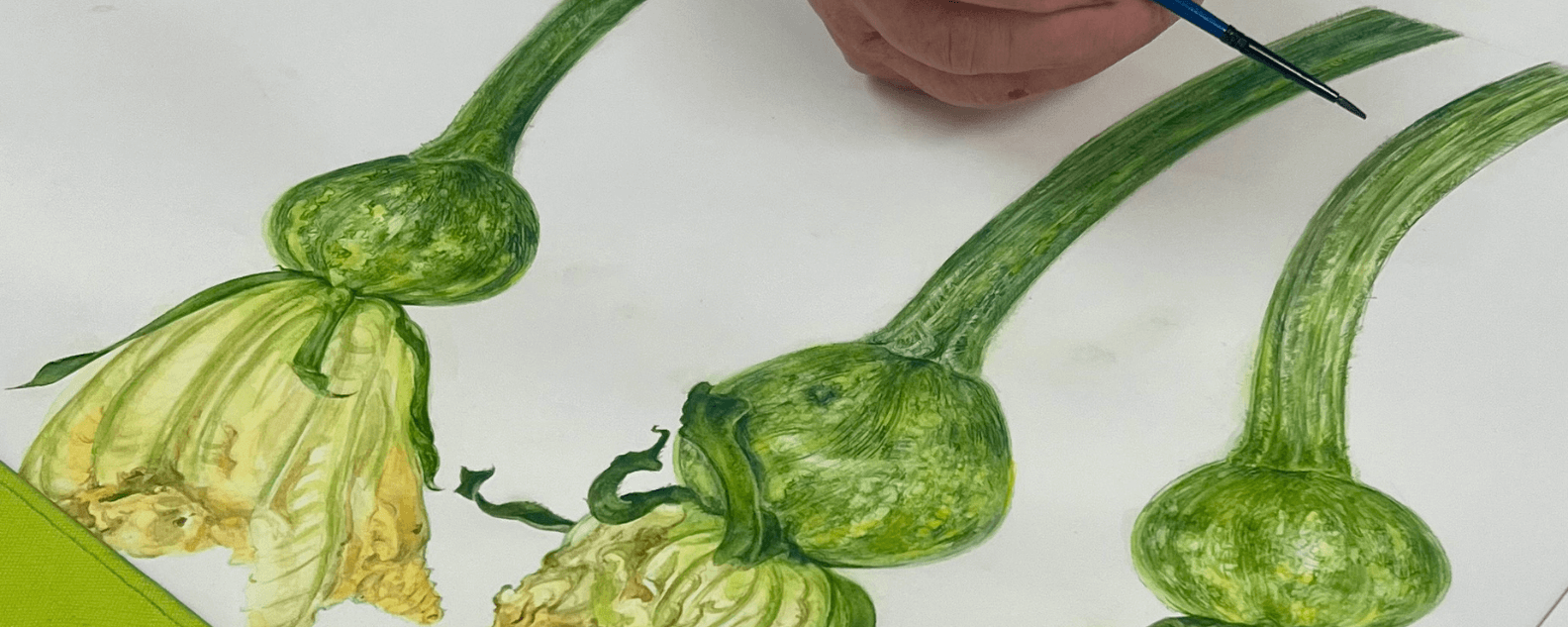 Life like botanical artwork of 3 zucchini flowers in progress