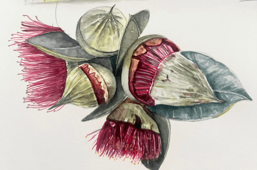 Botanical artwork of a flowering gum