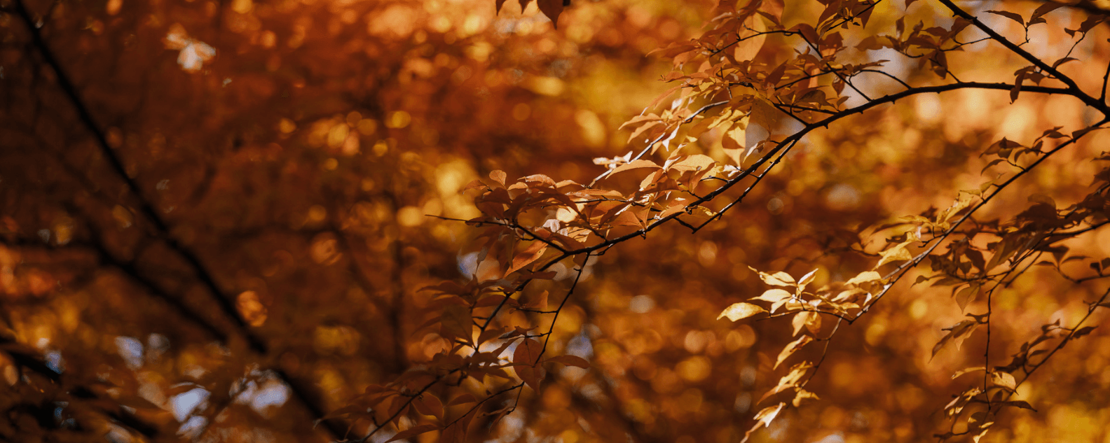 Golden autumn leaves