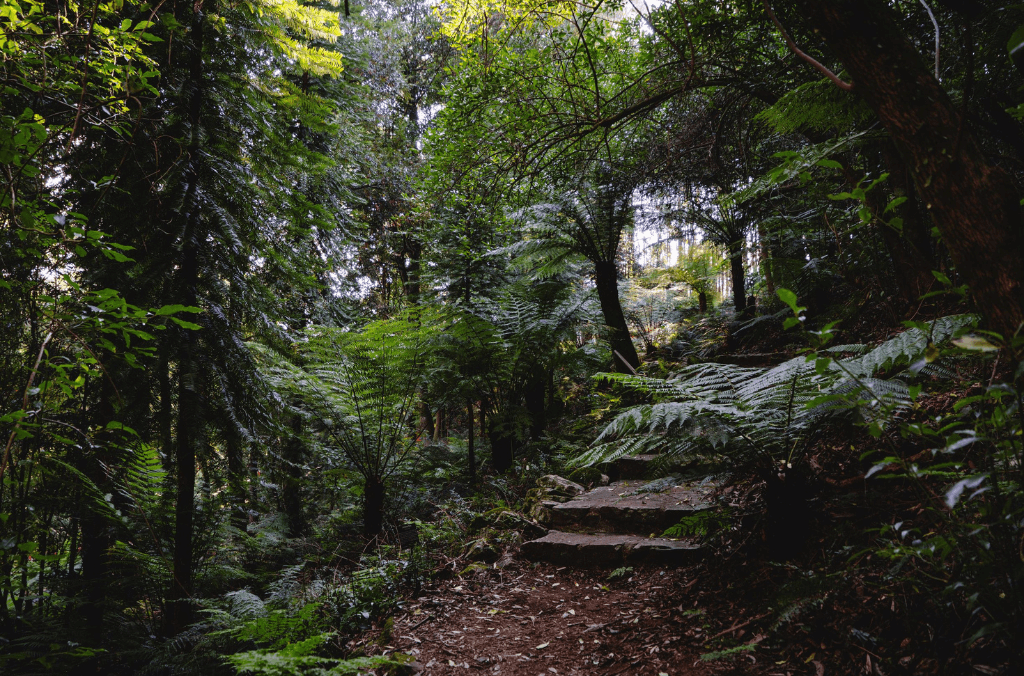 A path with green ferns and trees