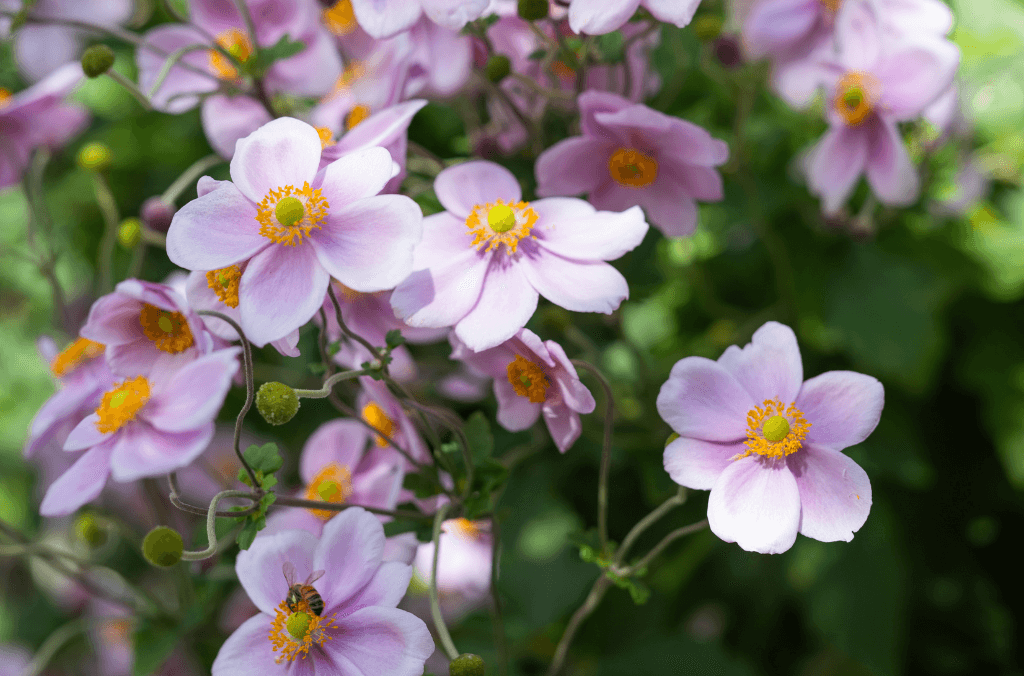 Bright pink flowers with a yellow centre