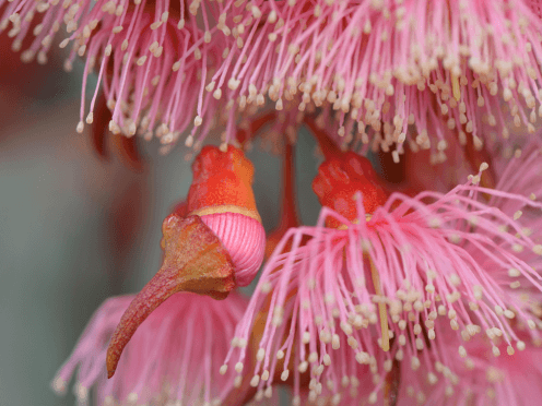 Bright pink pods with flowers. 