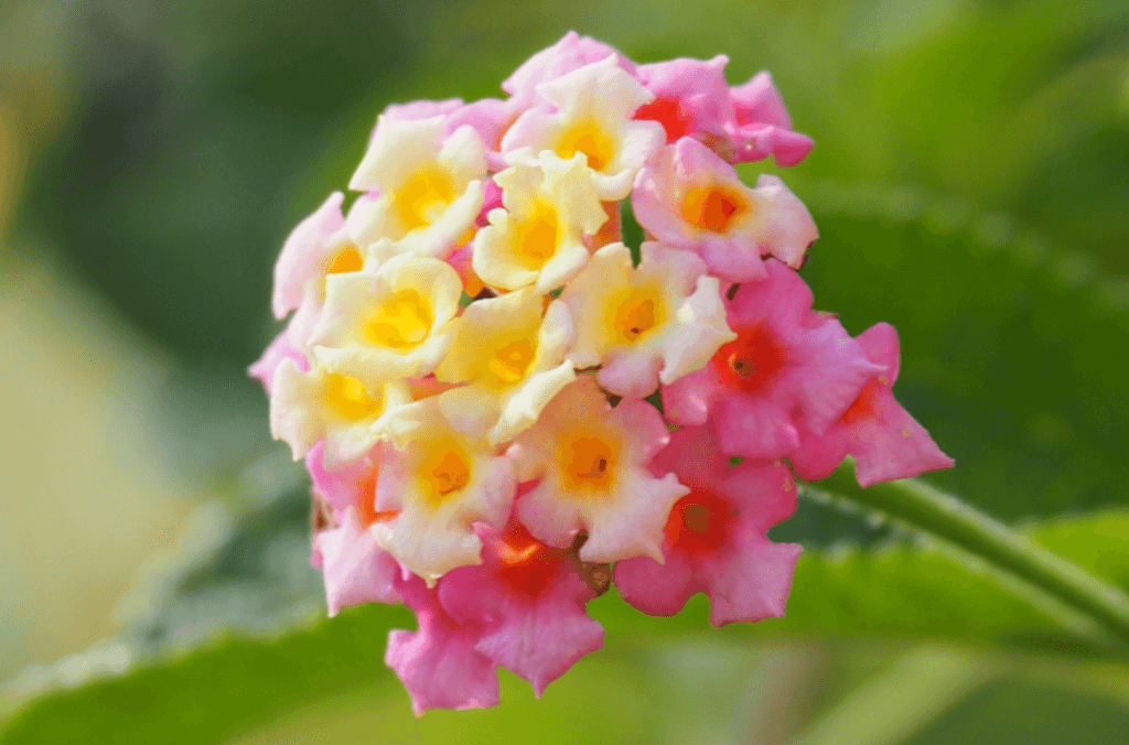 Science-plant-discovery-pink-and-yellow-flower-1024x676.PNG