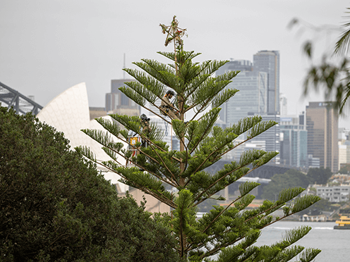 Norfolk Island Pine in the Royal Botanic Garden Sydney with a Christmas star on top.