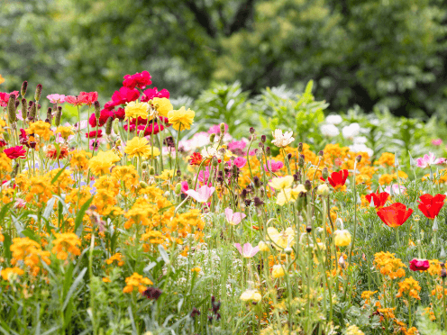 A variety of flowers amongst grass