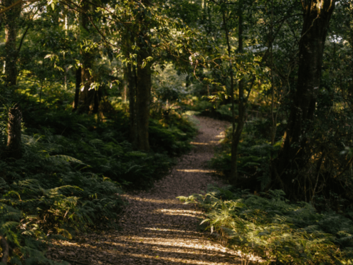 Walking trail at Mount Tomah
