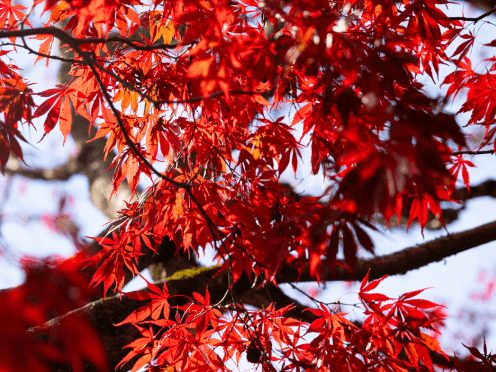 Thumbnail of red acers at Tomah