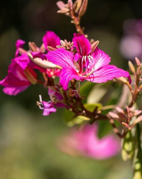 flower_497x626.jpg