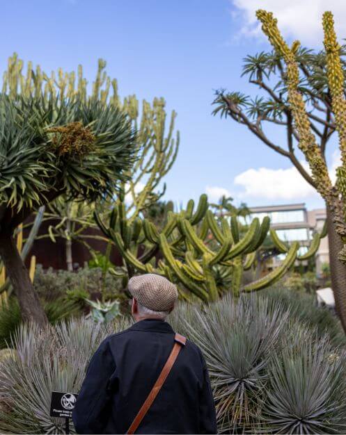 succulant_497x626.jpg