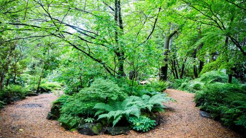 Shady forest pathway