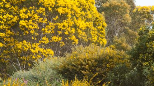 Different varieties of wattles, in bloom