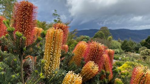 Banksias overlooking rock garden and mountain views