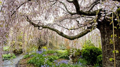 Cherry blossom tree in flower