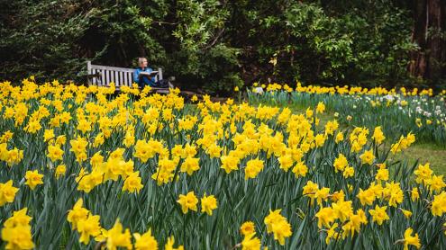 Field of yellow daffodils, person on bench