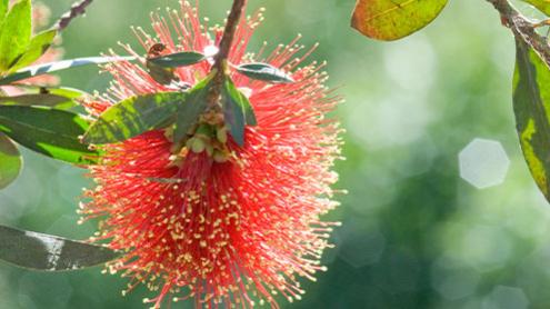 Single red Bottlebrush flowering