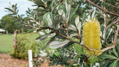 Banksia in bloom with a lawn and picnic shelter in the distance