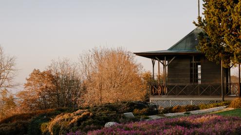 Asian pavilion next to purple flowering heather groundcover and autumnal trees