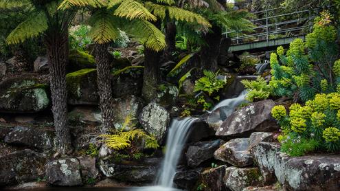 Small waterfall cascading into a pond, footbridge above it and towering ferns.