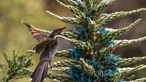 Puya alpestris - blue flower clusters on a flowering spike, with bird perched on it.