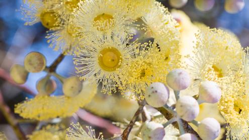 Detailed image of yellow flowering gum