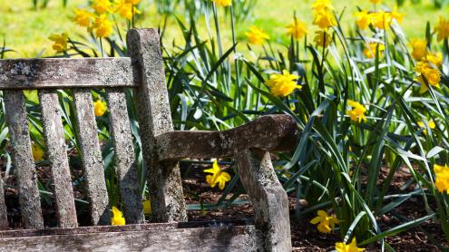 Garden bench surrounded by daffodils