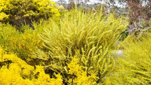 Golden Wattle blooming in the Wattle Garden