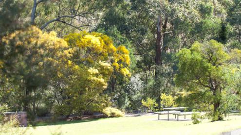 The Wattle Garden Picnic Table amongst the Golden Wattle from a distance