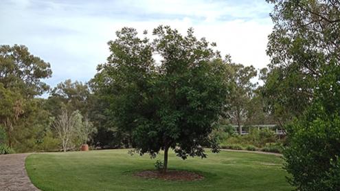 Circular Garden lawn with a tree in the middle