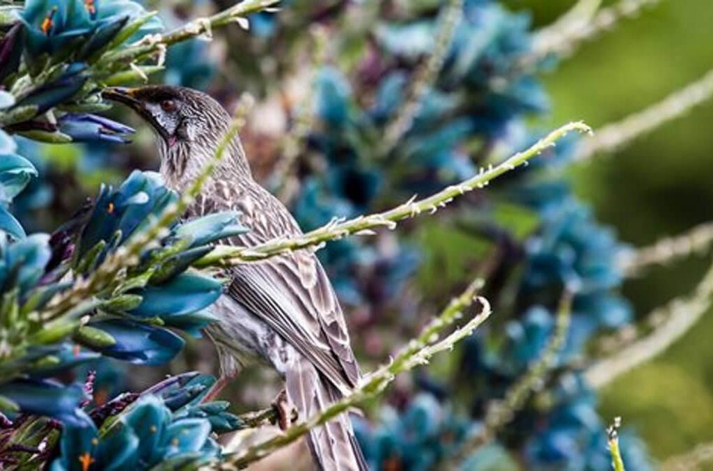 puya and bird close up