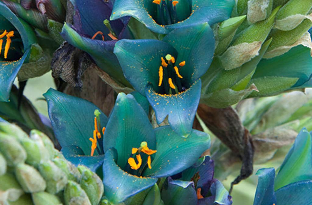 puya close up mount tomah