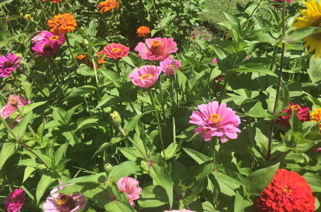 colourful array of different flowers