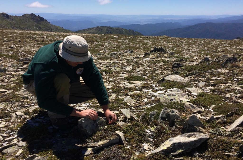 Gavin Phillips collecting Rytidosperma 