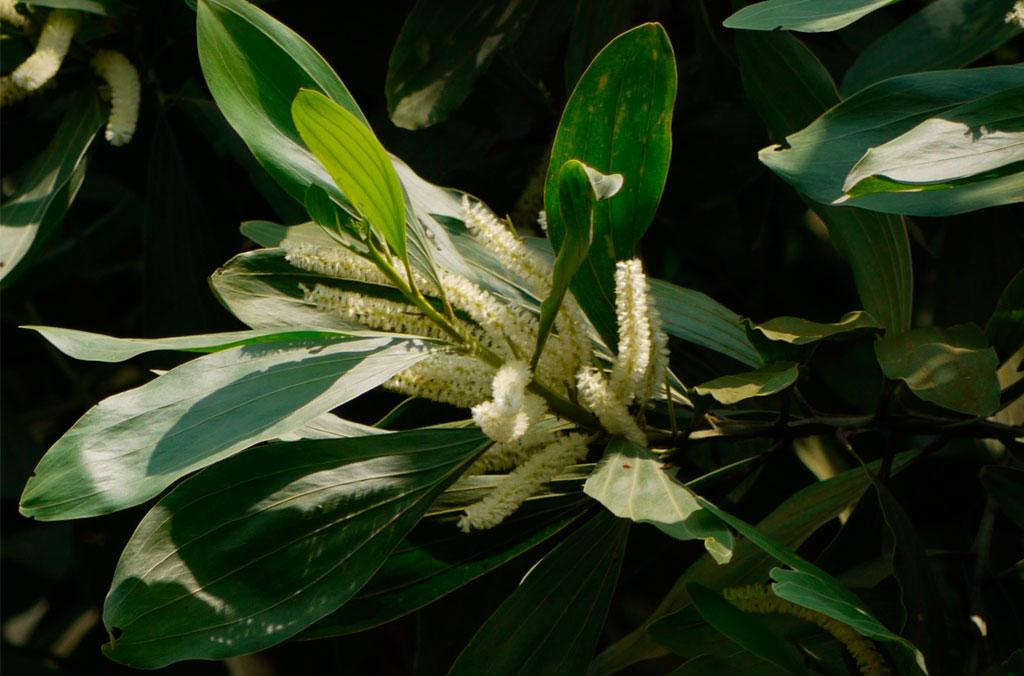 A Hickory Wattle in flower.