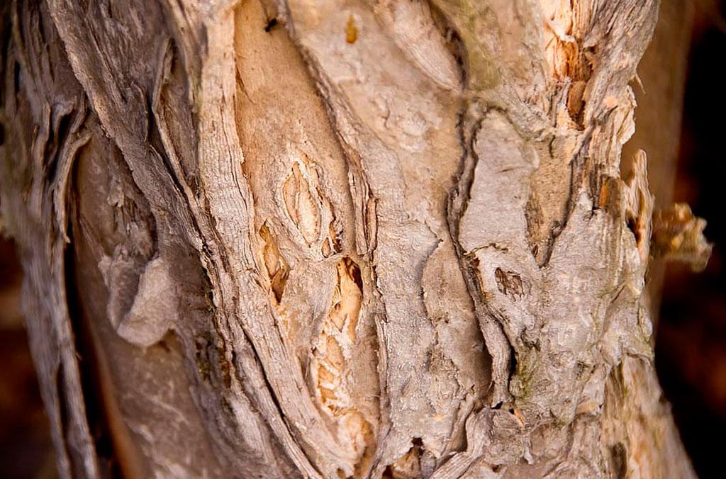 The trunk of a paperbark tree