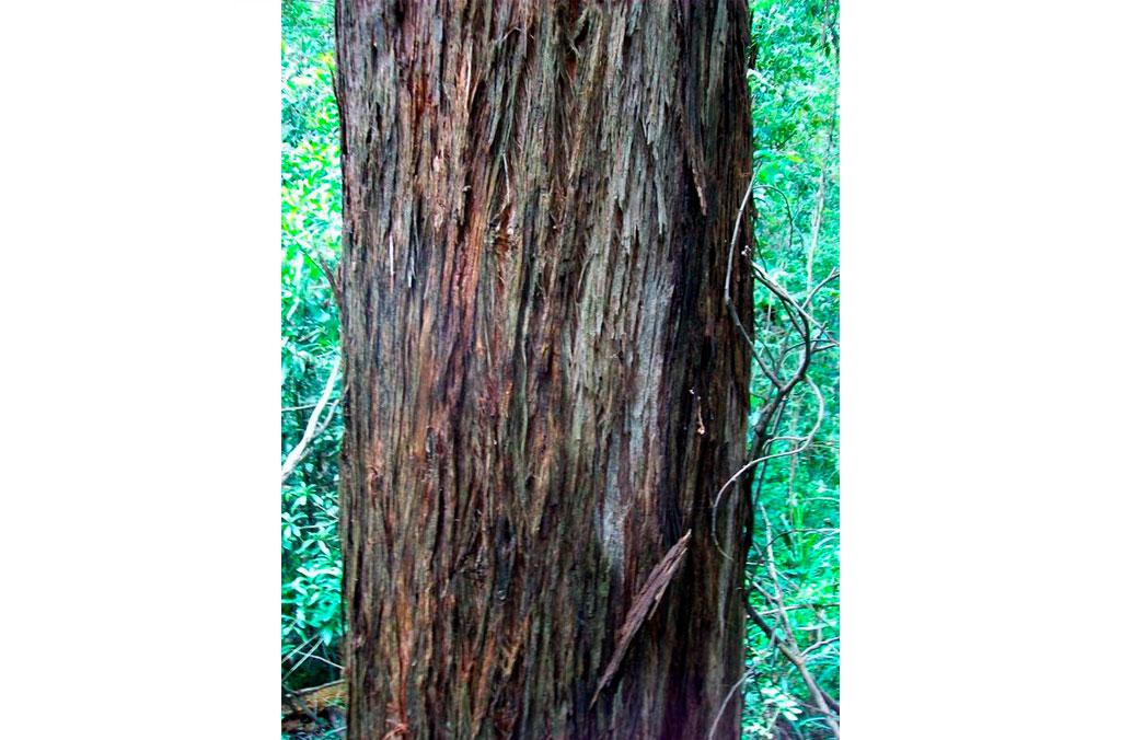 The trunk of a stringy bark tree.